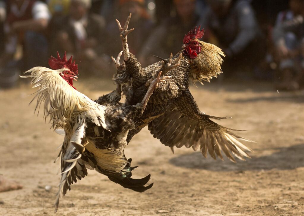 cock fight registration: Ensure a fair and legal sport.