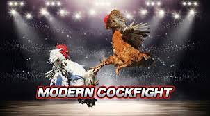 cock fight registration: Ensure a fair and legal sport.