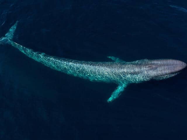 The Unsettling Encounter: Blue Whale Bitten in Half