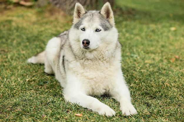 Moscato Husky Phoenix: A Guide to Owning and Caring for This Unique Dog Breed